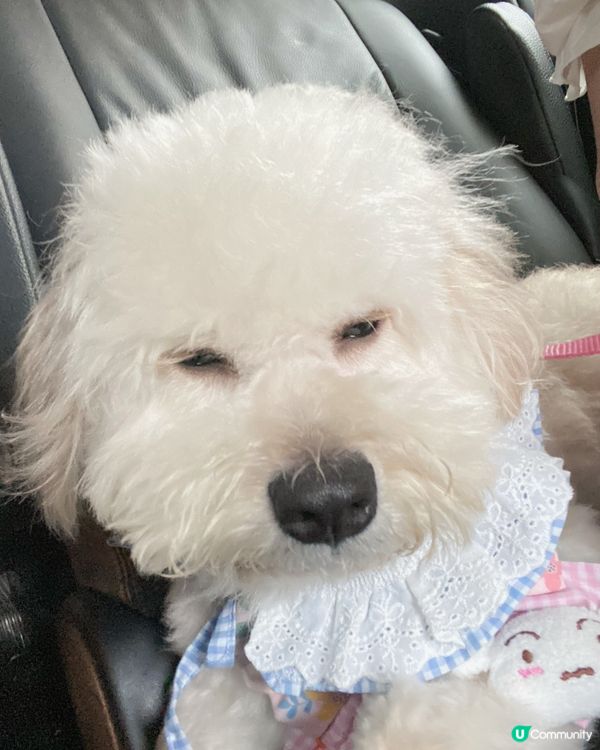 Latte好眼瞓啦？🤣🤣