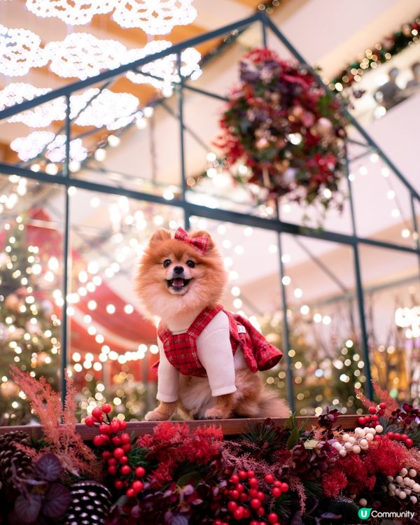 寵物好去處｜2023聖誕節打卡必去！