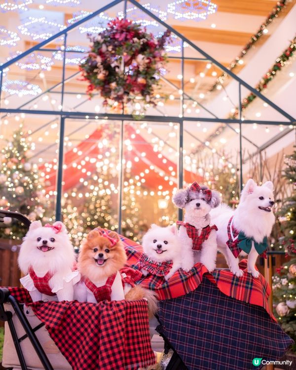 寵物好去處｜2023聖誕節打卡必去！