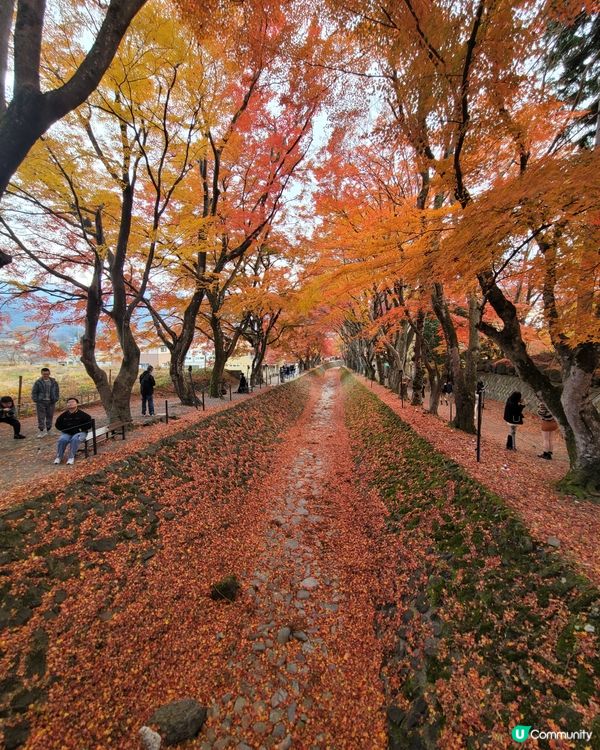 河口湖沿岸的秋葉真係好浪漫，11月是最佳的時間，美麗的景色投...