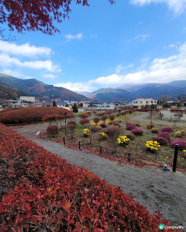 河口湖沿岸的秋葉真係好浪漫，11月是最佳的時間，美麗的景色投...