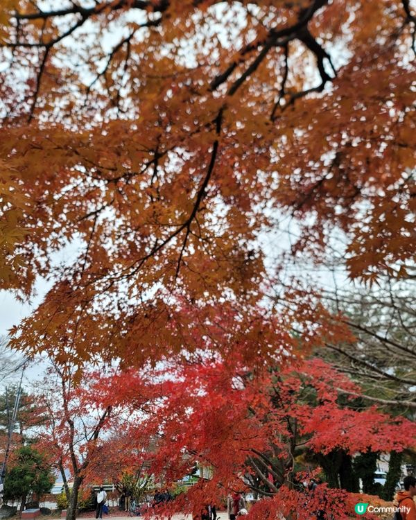 河口湖沿岸的秋葉真係好浪漫，11月是最佳的時間，美麗的景色投...
