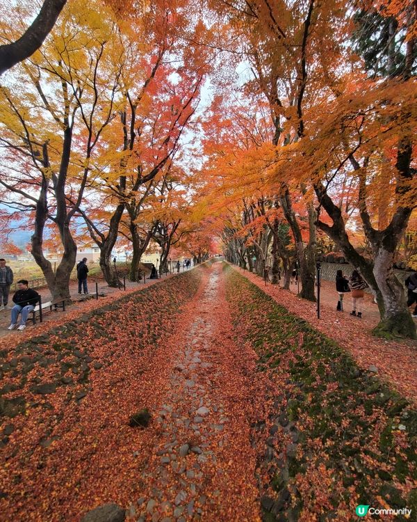 河口湖沿岸的秋葉真係好浪漫，11月是最佳的時間，美麗的景色投...
