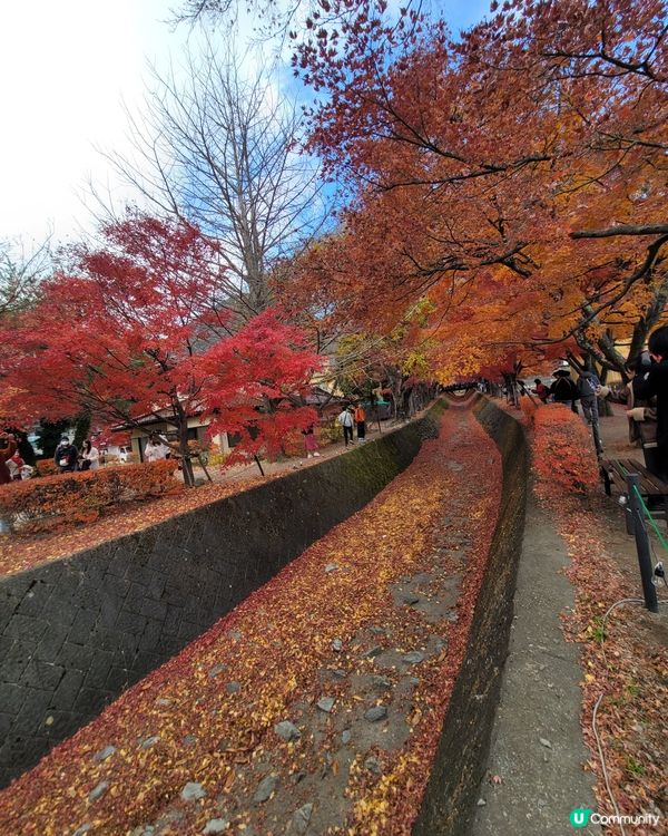 河口湖沿岸的秋葉真係好浪漫，11月是最佳的時間，美麗的景色投...