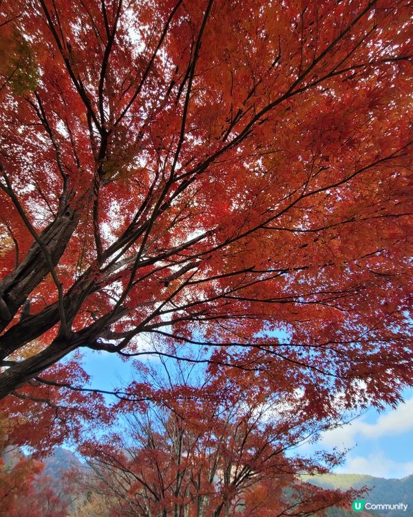 河口湖沿岸的秋葉真係好浪漫，11月是最佳的時間，美麗的景色投...