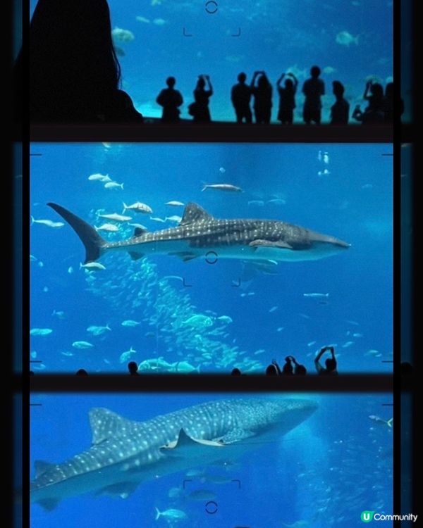 沖繩必到景點🐋美麗海水族館