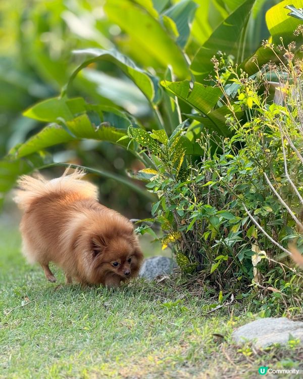 野餐好地方✨🌿🎄滿滿的聖誕休閑氛圍
