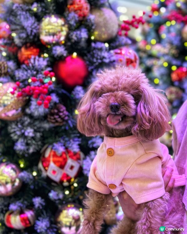 CHRISTMAS IS COMING🎄🎄