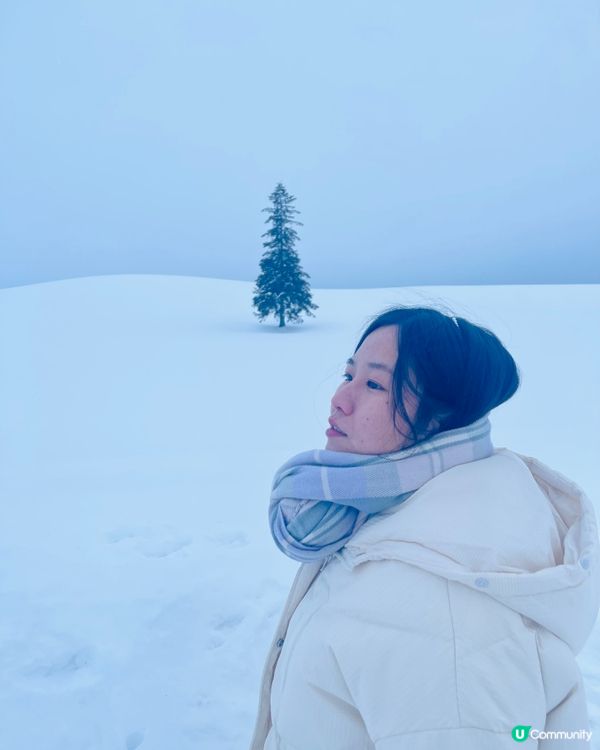 📍北海道｜美瑛景點🌲聖誕之樹(クリスマスツリーの木) 