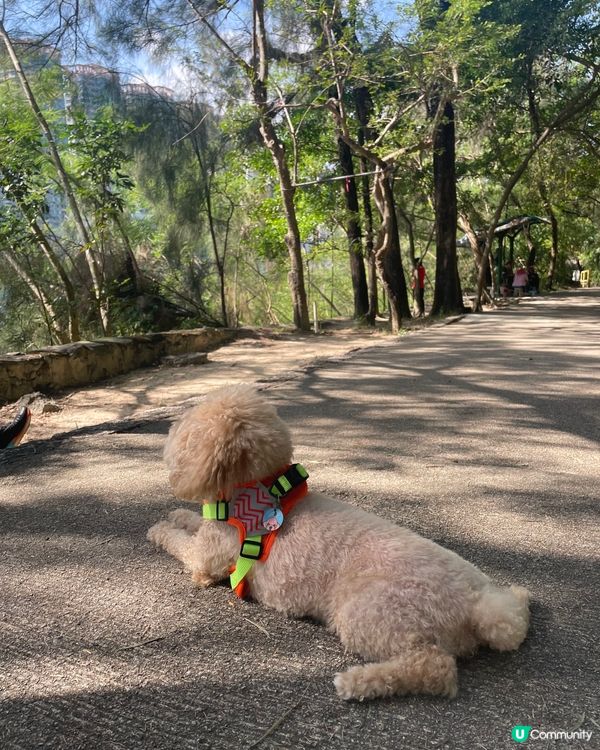 玩到癲咗既狗狗