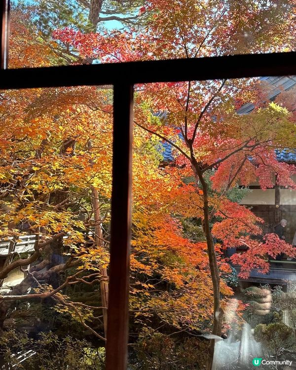 京都永觀堂禪林寺🍁紅葉🍁