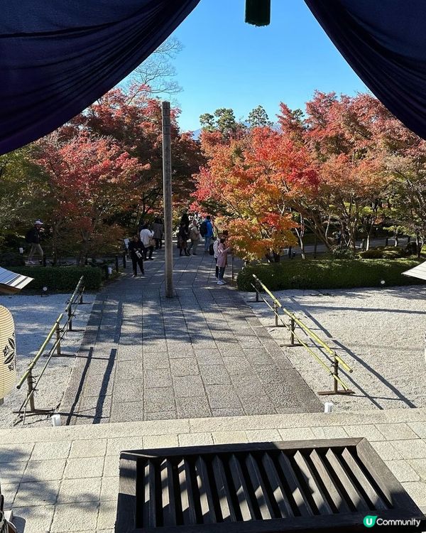 京都永觀堂禪林寺🍁紅葉🍁