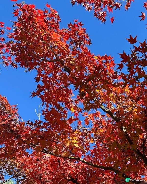 京都永觀堂禪林寺🍁紅葉🍁