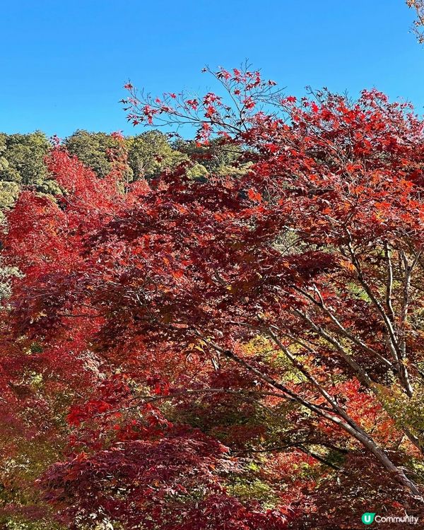 京都永觀堂禪林寺🍁紅葉🍁