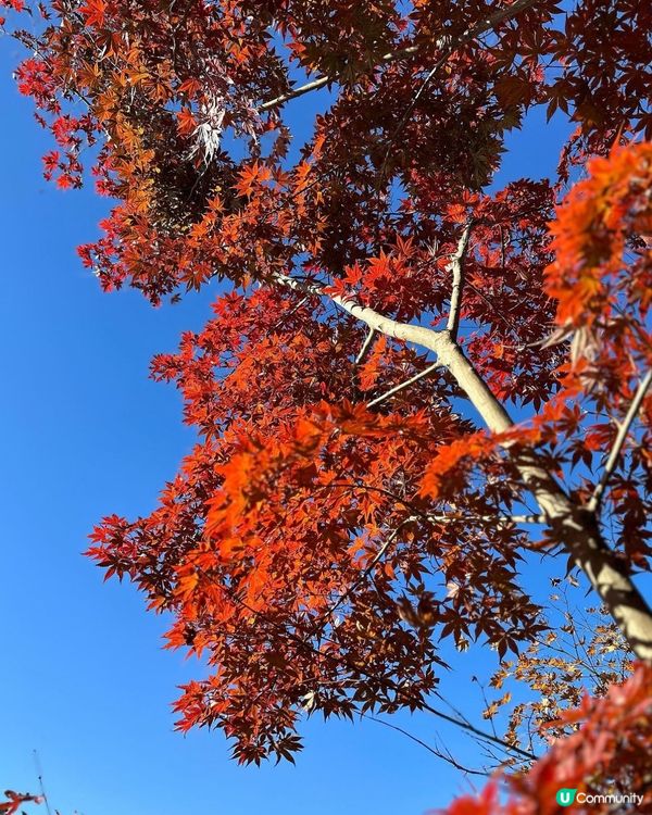 京都永觀堂禪林寺🍁紅葉🍁