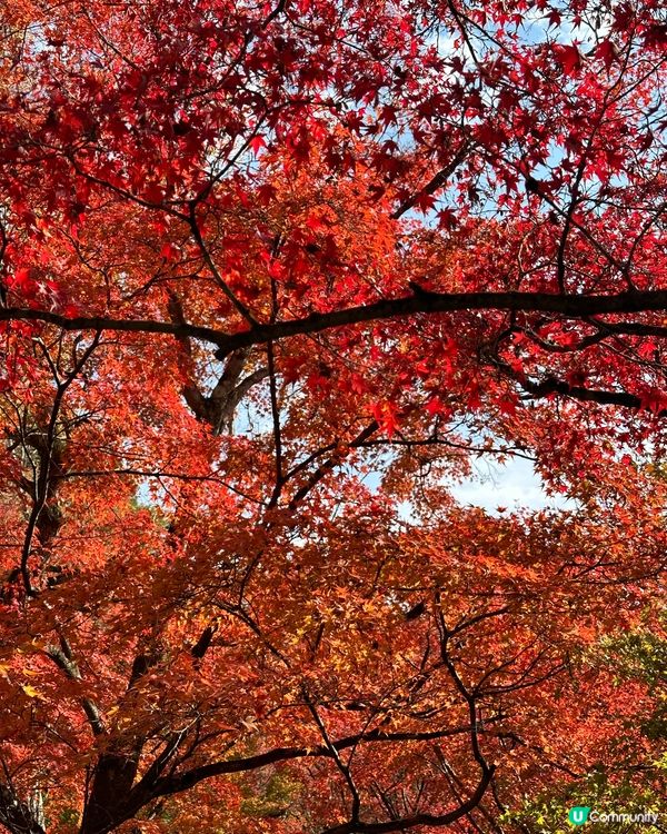 🇯🇵京都紅葉季🍁-東福寺