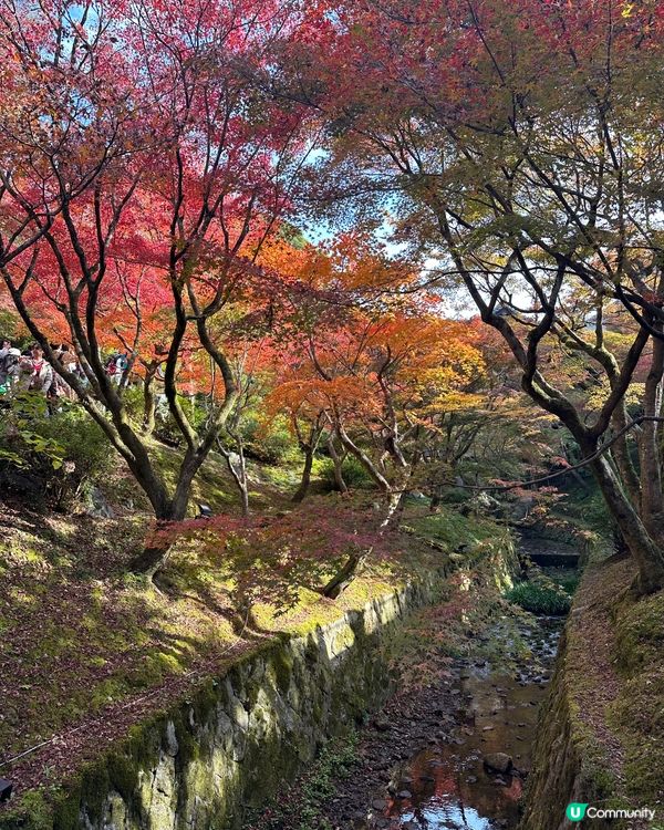 🇯🇵京都紅葉季🍁-東福寺