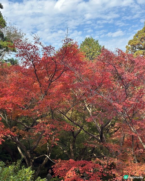 🇯🇵京都紅葉季🍁-東福寺