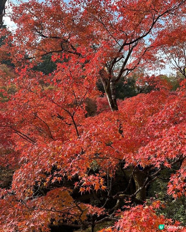 🇯🇵京都紅葉季🍁-東福寺