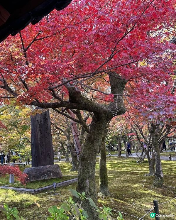 🇯🇵京都紅葉季🍁-東福寺