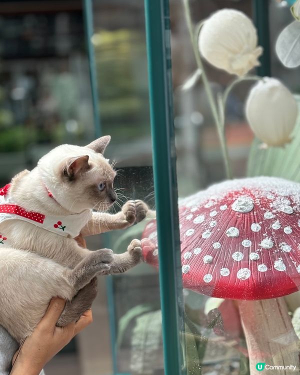 帶毛孩打卡好去處