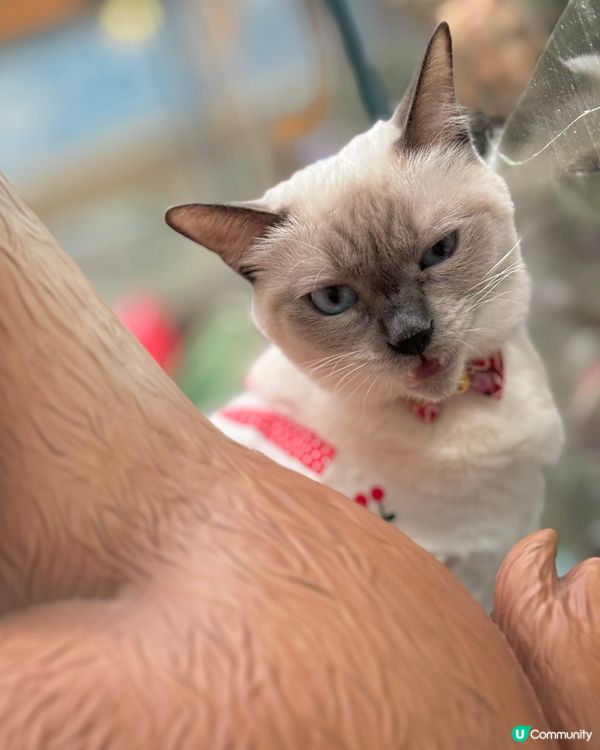 帶毛孩打卡好去處