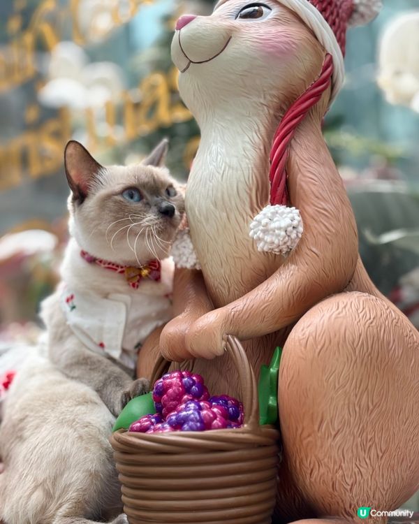 帶毛孩打卡好去處