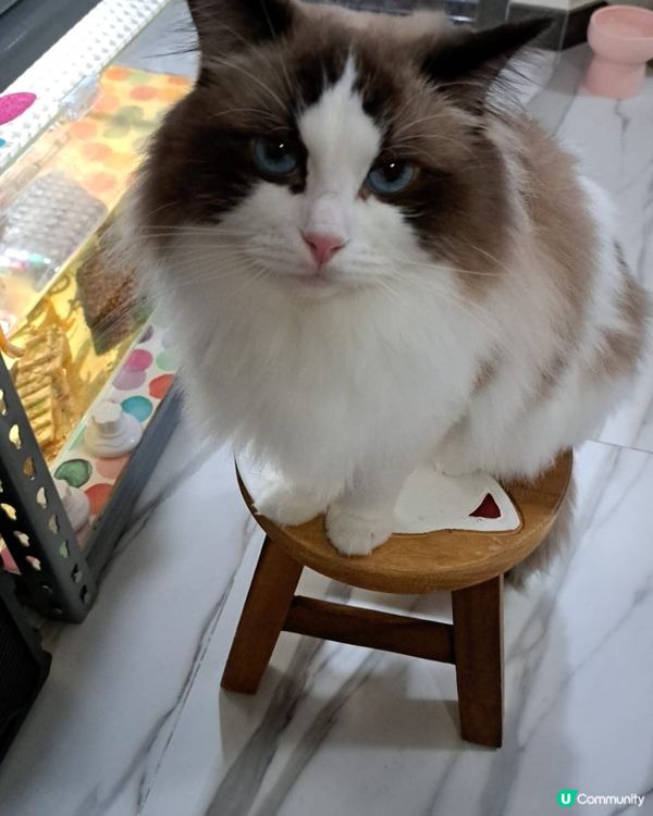 Bubu老豆話佢做左公公之後食多左好多野🤭🤭🤭