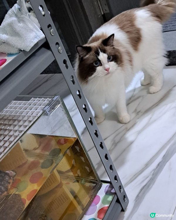 Bubu老豆話佢做左公公之後食多左好多野🤭🤭🤭