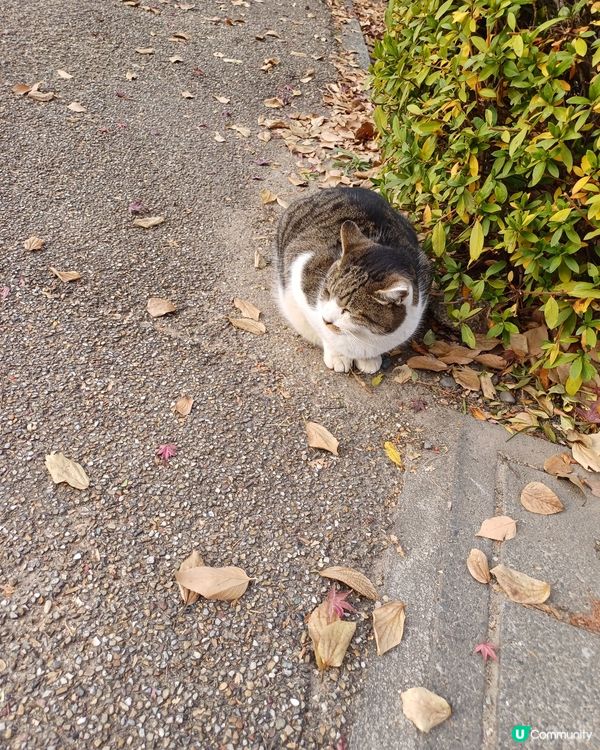名古屋城金箔雪糕