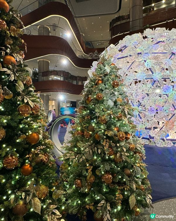 別人的主子打卡聖誕樹🧡