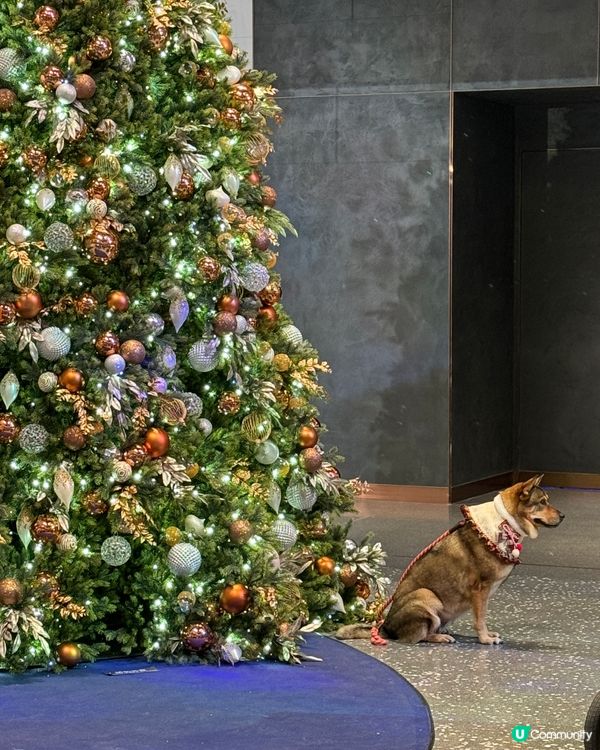 別人的主子打卡聖誕樹🧡
