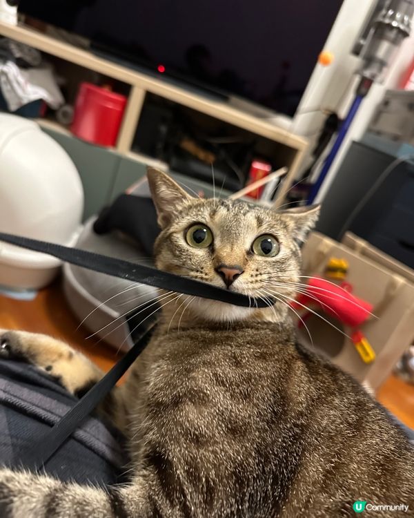 揞口費係咪罐罐？