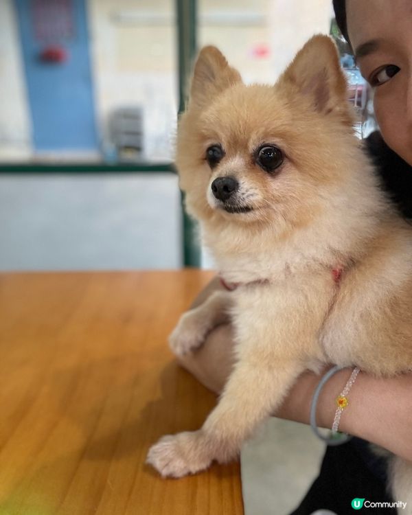 📍屯門｜村裡的綠色小屋🛖寵物友善咖啡店