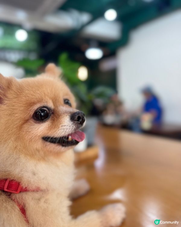 📍屯門｜村裡的綠色小屋🛖寵物友善咖啡店