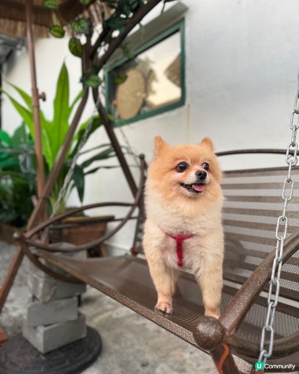 📍屯門｜村裡的綠色小屋🛖寵物友善咖啡店