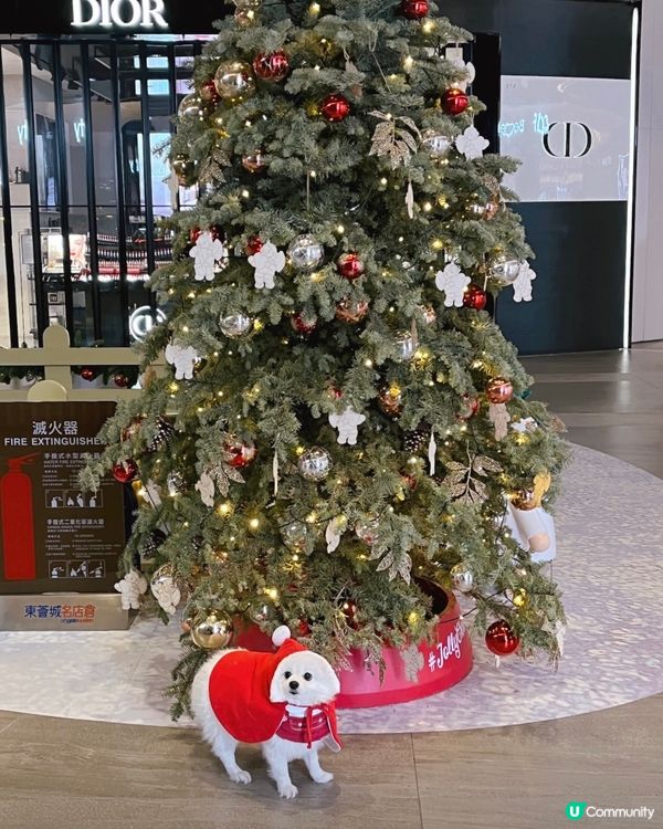 狗狗也要慶祝聖誕節🎄