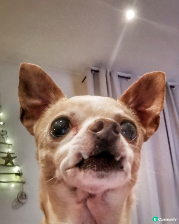 牠的名字叫 Scoopy