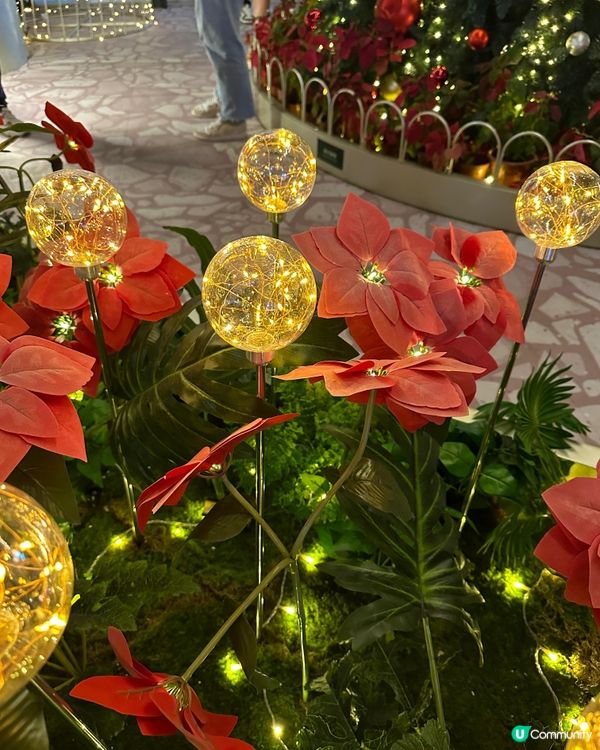 浪漫聖誕波波花海