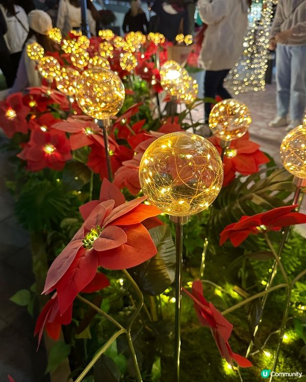 浪漫聖誕波波花海