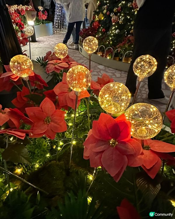 浪漫聖誕波波花海