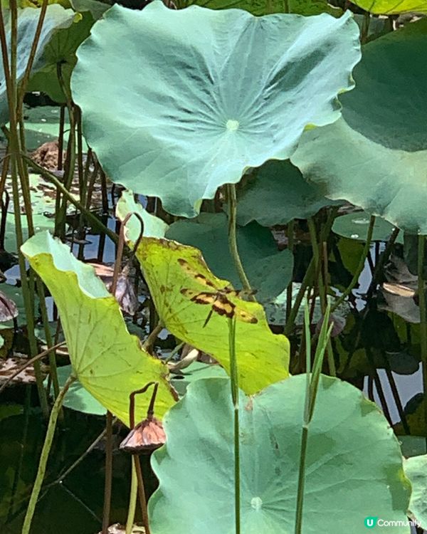 久違的濕地公園
