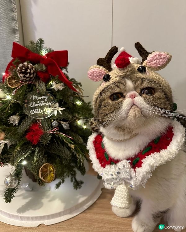 Wish you all a Meowy Christmas...