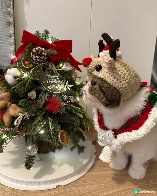 Wish you all a Meowy Christmas...