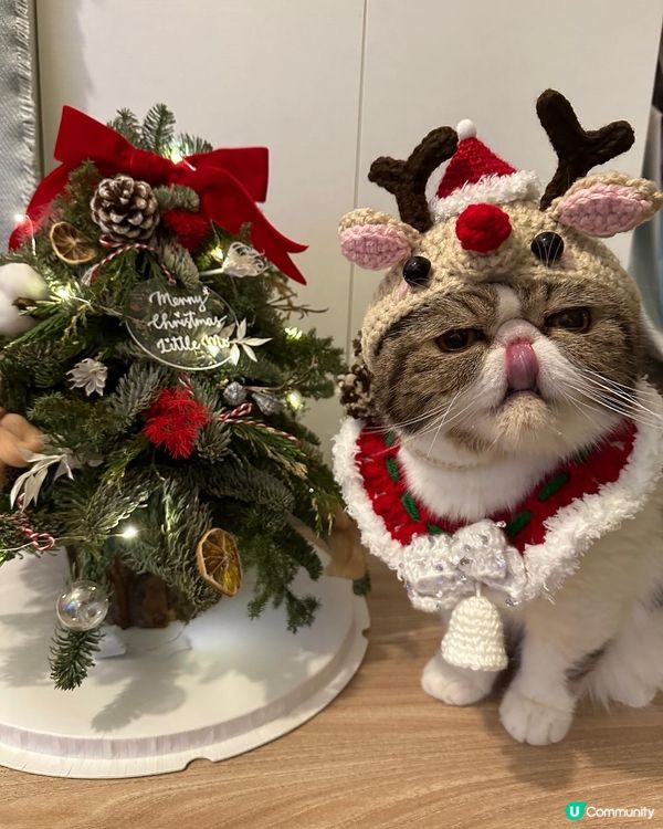 Wish you all a Meowy Christmas...