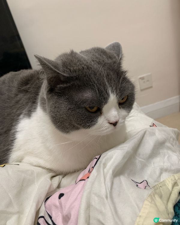 去完旅行返嚟隻貓嬲左我。。。