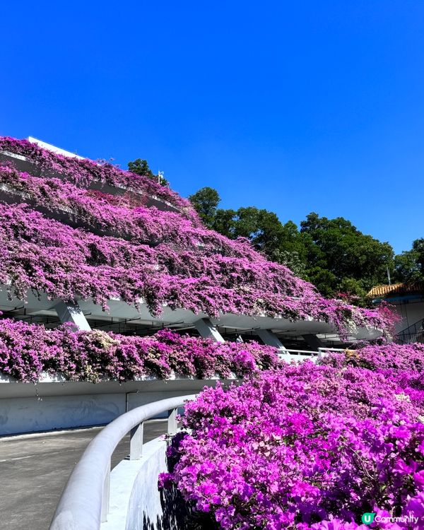 好壯觀的簕杜鵑花海😍