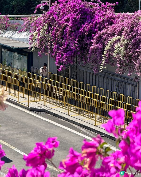 好壯觀的簕杜鵑花海😍