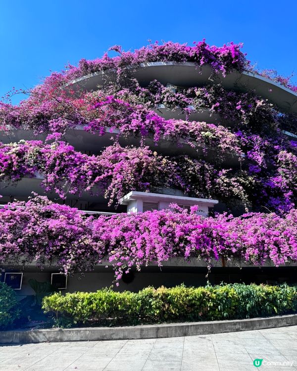 好壯觀的簕杜鵑花海😍