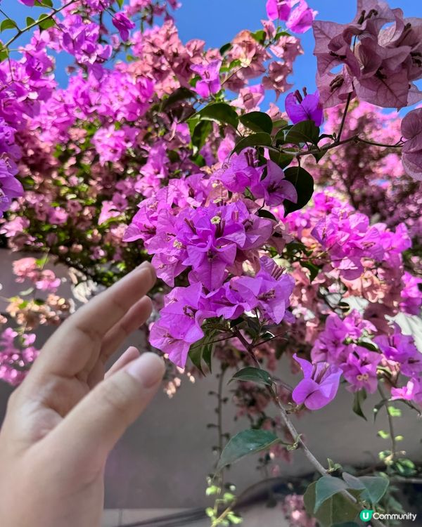 好壯觀的簕杜鵑花海😍